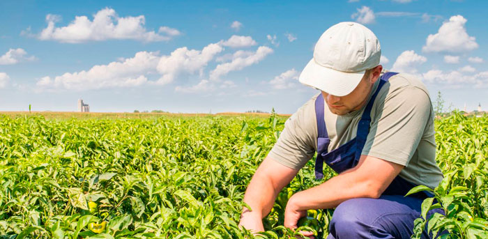 Precauciones para autonomos agricultores para evitar accidentes de trabajo.